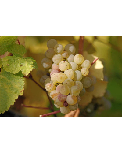 Виноград плодовий Йоханнітер | Vitis vinifera Johanniter | Виноград плодовый Йоханнитер