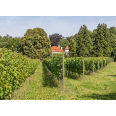 Виноград плодовий Йоханнітер | Vitis vinifera Johanniter | Виноград плодовый Йоханнитер