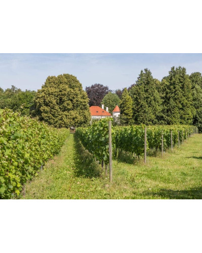 Виноград плодовий Йоханнітер | Vitis vinifera Johanniter | Виноград плодовый Йоханнитер