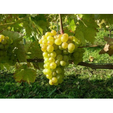 Виноград плодовий Йоханнітер | Vitis vinifera Johanniter | Виноград плодовый Йоханнитер