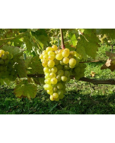 Виноград плодовий Йоханнітер | Vitis vinifera Johanniter | Виноград плодовый Йоханнитер