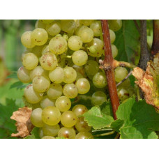 Виноград плодовий Йоханнітер | Vitis vinifera Johanniter | Виноград плодовый Йоханнитер