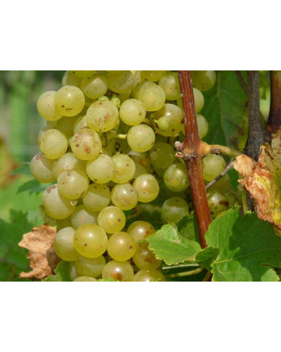 Виноград плодовий Йоханнітер | Vitis vinifera Johanniter | Виноград плодовый Йоханнитер
