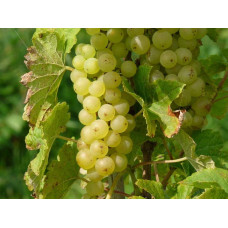 Виноград плодовий Йоханнітер | Vitis vinifera Johanniter | Виноград плодовый Йоханнитер