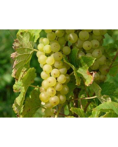 Виноград плодовий Йоханнітер | Vitis vinifera Johanniter | Виноград плодовый Йоханнитер
