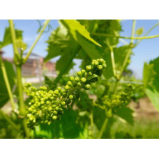 Виноград плодовий Йоханнітер | Vitis vinifera Johanniter | Виноград плодовый Йоханнитер