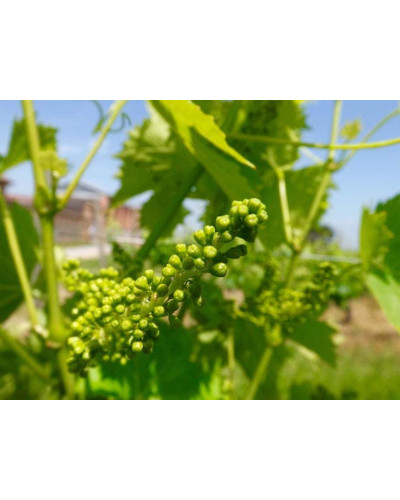 Виноград плодовий Йоханнітер | Vitis vinifera Johanniter | Виноград плодовый Йоханнитер