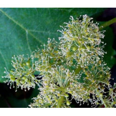 Виноград плодовий Йоханнітер | Vitis vinifera Johanniter | Виноград плодовый Йоханнитер