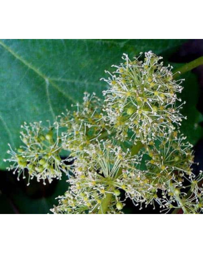 Виноград плодовий Йоханнітер | Vitis vinifera Johanniter | Виноград плодовый Йоханнитер
