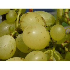 Виноград плодовий Йоханнітер | Vitis vinifera Johanniter | Виноград плодовый Йоханнитер