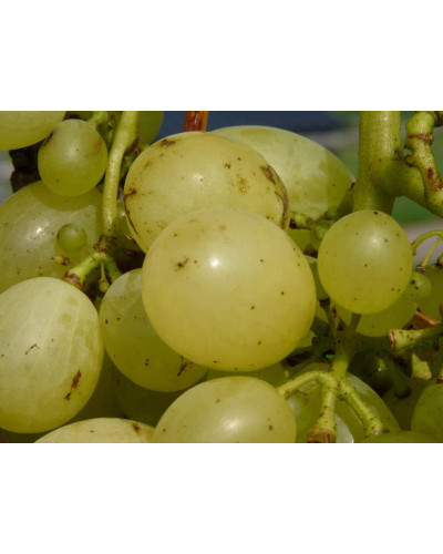 Виноград плодовий Йоханнітер | Vitis vinifera Johanniter | Виноград плодовый Йоханнитер