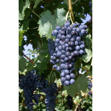 Виноград плодовий Регент | Vitis vinifera Regent | Виноград плодовый Регент
