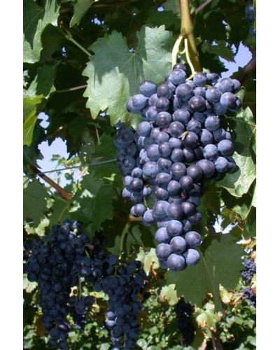 Виноград плодовий Регент | Vitis vinifera Regent | Виноград плодовый Регент