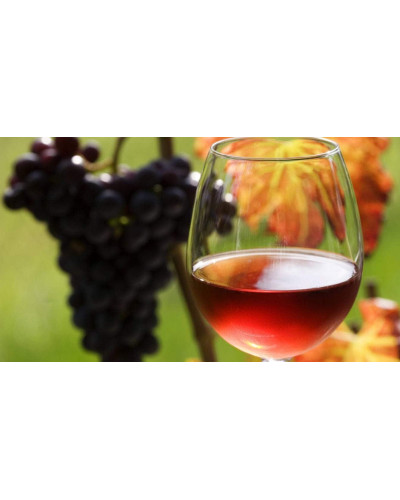 Виноград плодовий Регент | Vitis vinifera Regent | Виноград плодовый Регент