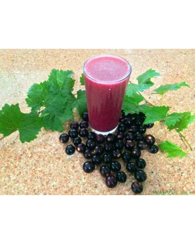 Виноград плодовий Регент | Vitis vinifera Regent | Виноград плодовый Регент