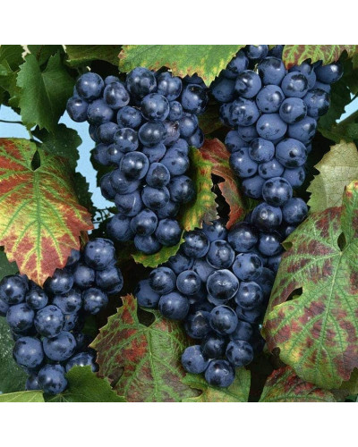 Виноград плодовий Регент | Vitis vinifera Regent | Виноград плодовый Регент