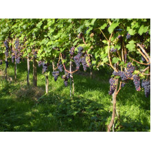 Виноград плодовий Регент | Vitis vinifera Regent | Виноград плодовый Регент