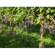 Виноград плодовий Регент | Vitis vinifera Regent | Виноград плодовый Регент