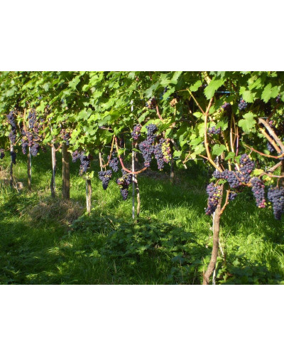 Виноград плодовий Регент | Vitis vinifera Regent | Виноград плодовый Регент