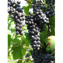 Виноград плодовий Регент | Vitis vinifera Regent | Виноград плодовый Регент