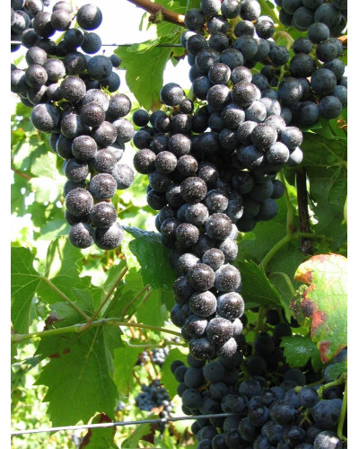 Виноград плодовий Регент | Vitis vinifera Regent | Виноград плодовый Регент