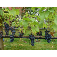 Виноград плодовий Регент | Vitis vinifera Regent | Виноград плодовый Регент
