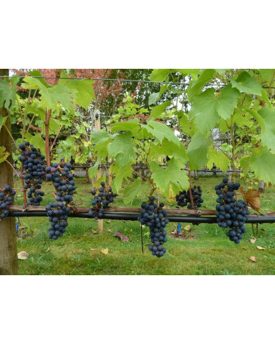 Виноград плодовий Регент | Vitis vinifera Regent | Виноград плодовый Регент