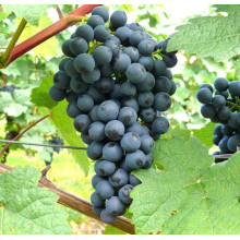 Виноград плодовий Регент | Vitis vinifera Regent | Виноград плодовый Регент
