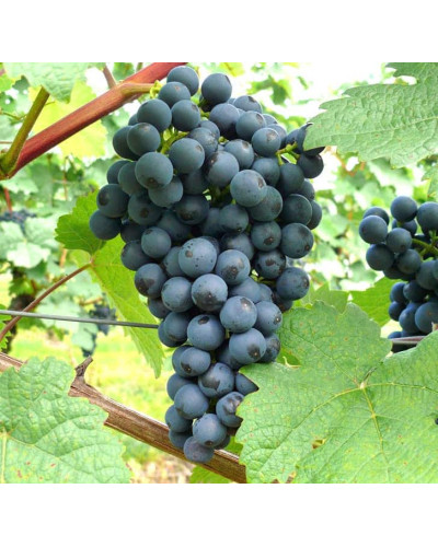 Виноград плодовий Регент | Vitis vinifera Regent | Виноград плодовый Регент