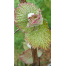 Виноград плодовий Регент | Vitis vinifera Regent | Виноград плодовый Регент