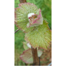 Виноград плодовий Регент | Vitis vinifera Regent | Виноград плодовый Регент