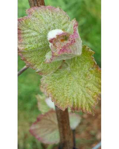 Виноград плодовий Регент | Vitis vinifera Regent | Виноград плодовый Регент