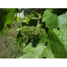 Виноград плодовий Регент | Vitis vinifera Regent | Виноград плодовый Регент