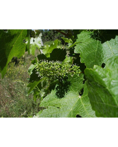 Виноград плодовий Регент | Vitis vinifera Regent | Виноград плодовый Регент