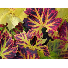 Виноград плодовий Регент | Vitis vinifera Regent | Виноград плодовый Регент