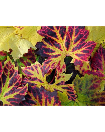 Виноград плодовий Регент | Vitis vinifera Regent | Виноград плодовый Регент