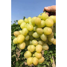 Виноград столовий Аркадія | Vitis vinifera Arkadiya | Виноград столовый Аркадия