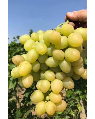 Виноград столовий Аркадія | Vitis vinifera Arkadiya | Виноград столовый Аркадия