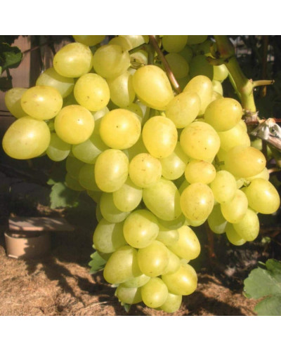 Виноград столовий Аркадія | Vitis vinifera Arkadiya | Виноград столовый Аркадия