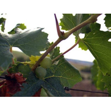 Виноград столовий Аркадія | Vitis vinifera Arkadiya | Виноград столовый Аркадия