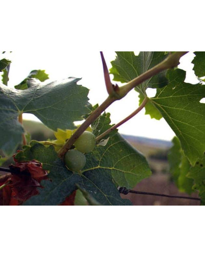 Виноград столовий Аркадія | Vitis vinifera Arkadiya | Виноград столовый Аркадия
