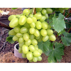 Виноград столовий Аркадія | Vitis vinifera Arkadiya | Виноград столовый Аркадия