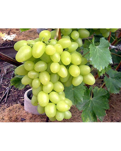 Виноград столовий Аркадія | Vitis vinifera Arkadiya | Виноград столовый Аркадия