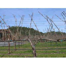 Виноград столовий Аркадія | Vitis vinifera Arkadiya | Виноград столовый Аркадия