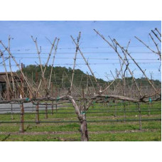 Виноград столовий Аркадія | Vitis vinifera Arkadiya | Виноград столовый Аркадия