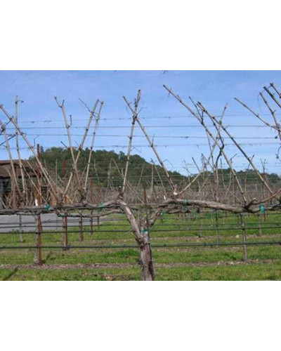 Виноград столовий Аркадія | Vitis vinifera Arkadiya | Виноград столовый Аркадия