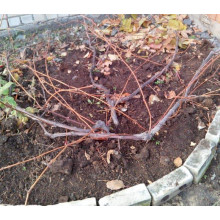 Виноград столовий Аркадія | Vitis vinifera Arkadiya | Виноград столовый Аркадия