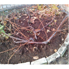 Виноград столовий Аркадія | Vitis vinifera Arkadiya | Виноград столовый Аркадия
