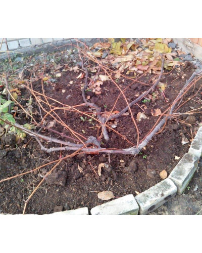 Виноград столовий Аркадія | Vitis vinifera Arkadiya | Виноград столовый Аркадия