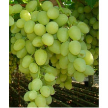 Виноград столовий Аркадія | Vitis vinifera Arkadiya | Виноград столовый Аркадия